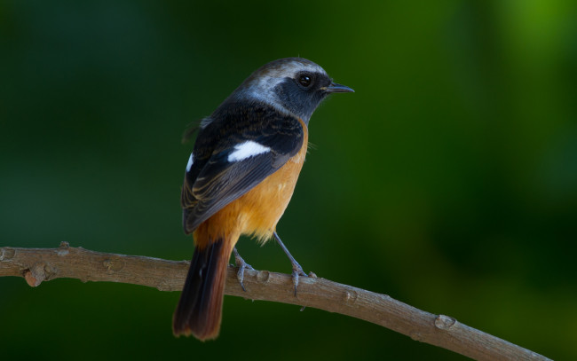 Обои картинки фото животные, птицы, макро, зеленый, фон, ветка, оперение