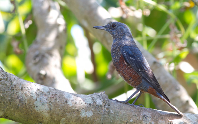 Обои картинки фото животные, птицы, ветка, дерево, солнце