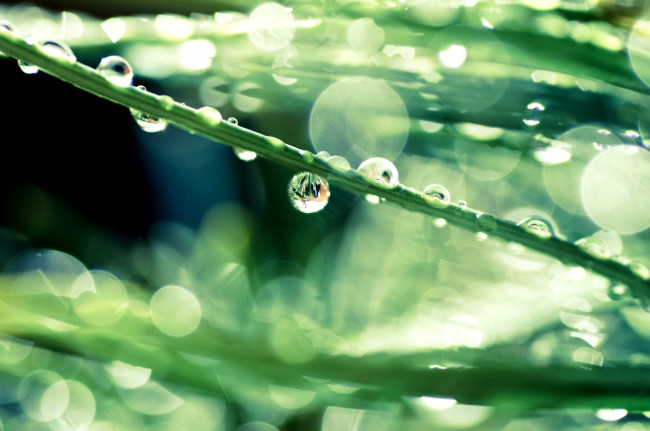 Обои картинки фото природа, макро, трава, роса, капли