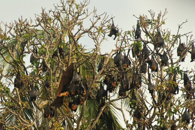 Обои картинки фото животные, летучие, мыши, дерево, крылья, много