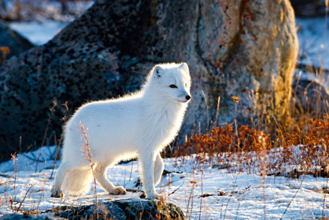 Обои картинки фото животные, песцы, белый
