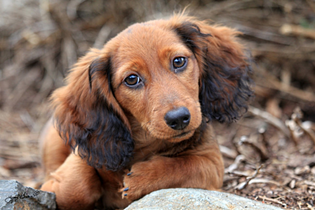 Обои картинки фото животные, собаки, морда, такса