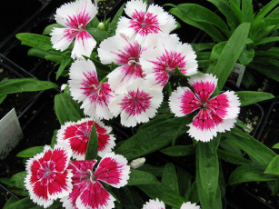 Картинка цветы гвоздики