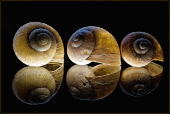 Картинка разное ракушки кораллы декоративные spa камни