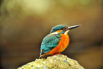 Картинка животные зимородки клюв зимородок кочка оперение