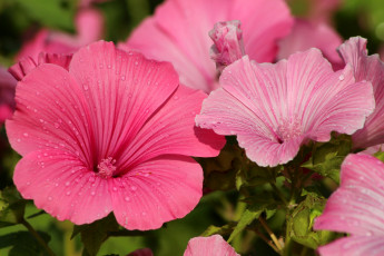 Картинка цветы лаватера капли розовый