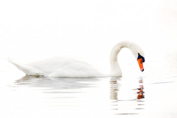 Картинка животные лебеди шипун белый