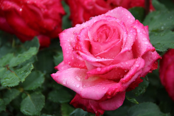 Картинка цветы розы розовый капли