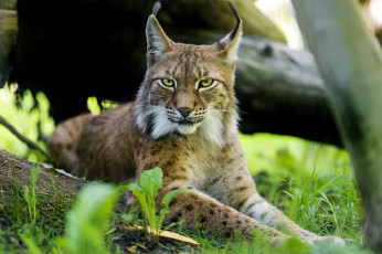 Картинка животные рыси сибирская рысь