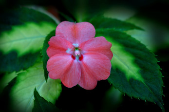 Картинка цветы бальзамины макро