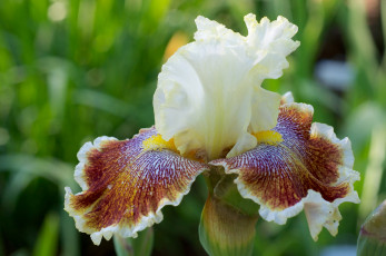 Картинка цветы ирисы касатик