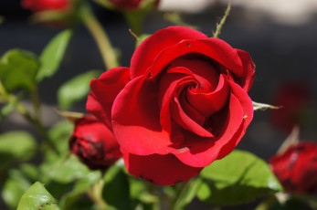 Картинка цветы розы бутон макро