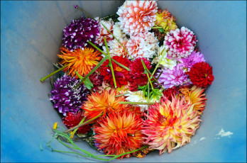 Картинка цветы георгины