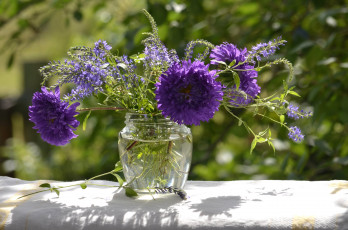 Картинка цветы разные вместе астры