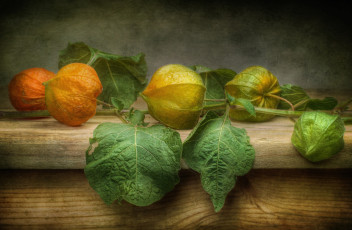 Картинка еда физалис