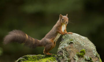 Картинка животные белки зверек рыжая