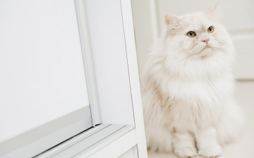 Картинка животные коты пушистый