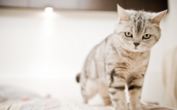 обоя животные, коты, сердитый