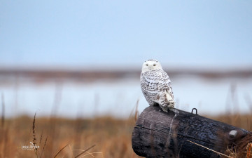 Картинка животные совы бревно
