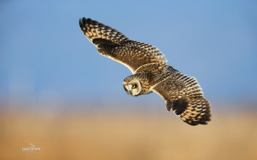 Картинка животные совы полет