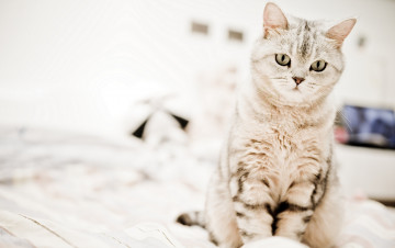 Картинка животные коты котэ