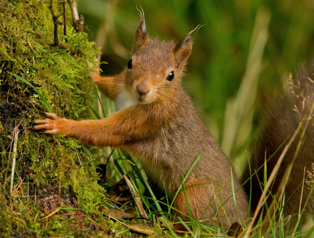 Обои картинки фото животные, белки, портрет
