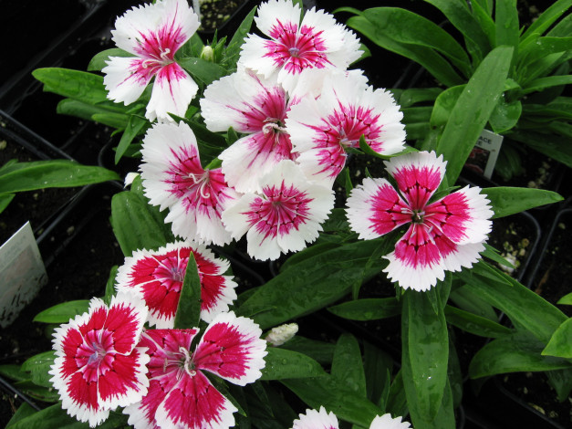 Обои картинки фото цветы, гвоздики