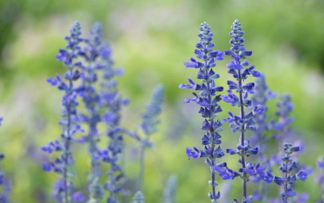 Обои картинки фото цветы, лаванда, боке, макро