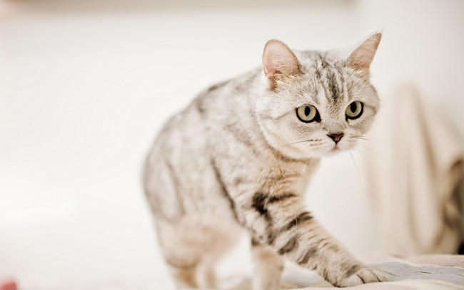 Обои картинки фото животные, коты, котэ