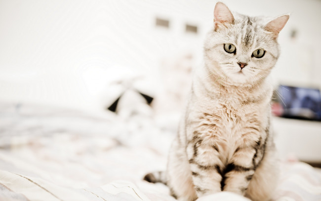 Обои картинки фото животные, коты, котэ