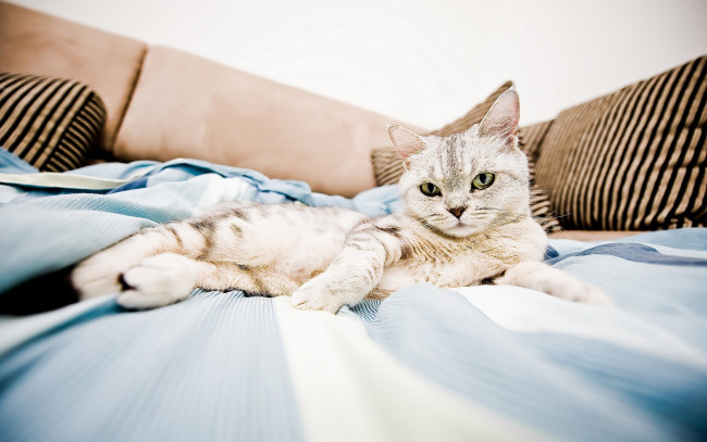 Обои картинки фото животные, коты, отдых