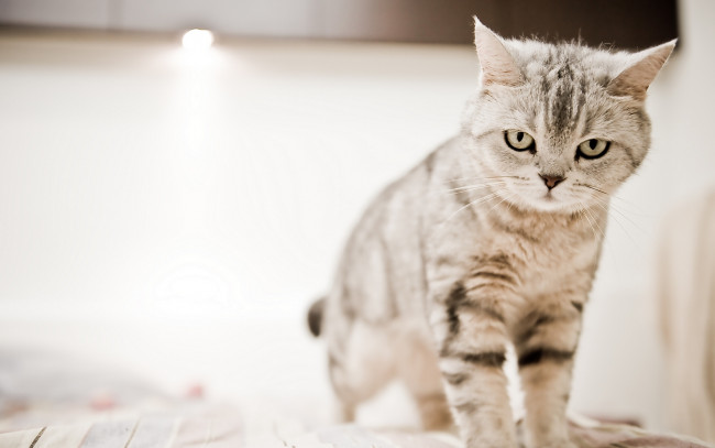 Обои картинки фото животные, коты, сердитый