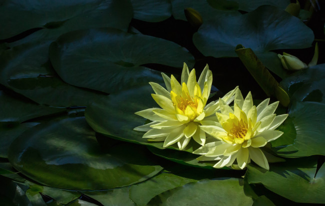 Обои картинки фото цветы, лилии, водяные, нимфеи, кувшинки, дуэт