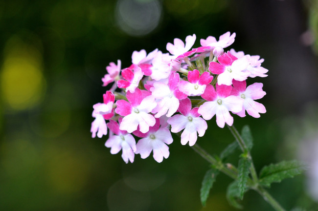 Обои картинки фото цветы, лантана, вербена, макро