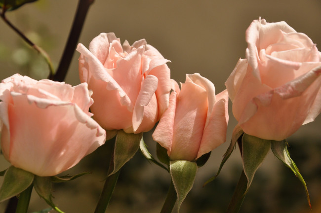 Обои картинки фото цветы, розы