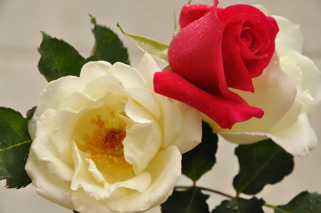 Обои картинки фото цветы, розы