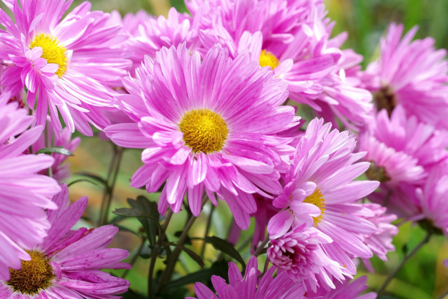 Обои картинки фото цветы, хризантемы, розовый