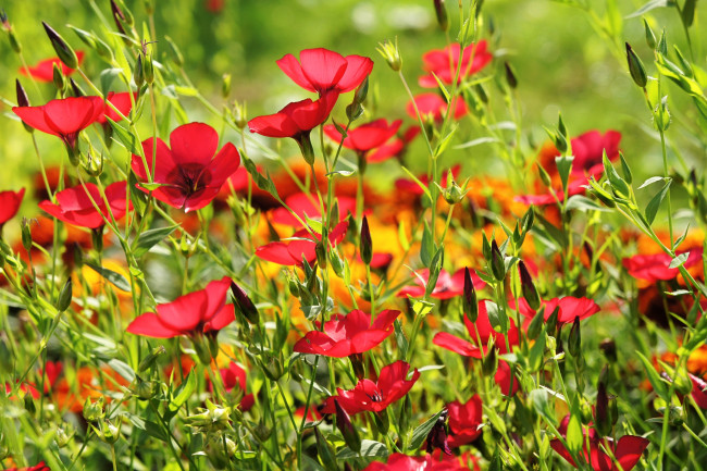 Обои картинки фото цветы, луговые, полевые, ленок