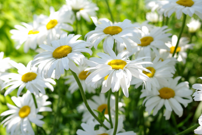 Обои картинки фото цветы, ромашки, свет