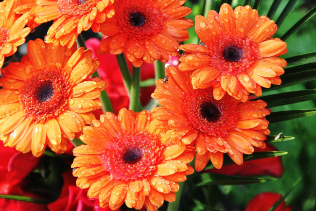 Обои картинки фото цветы, герберы, оранжевый