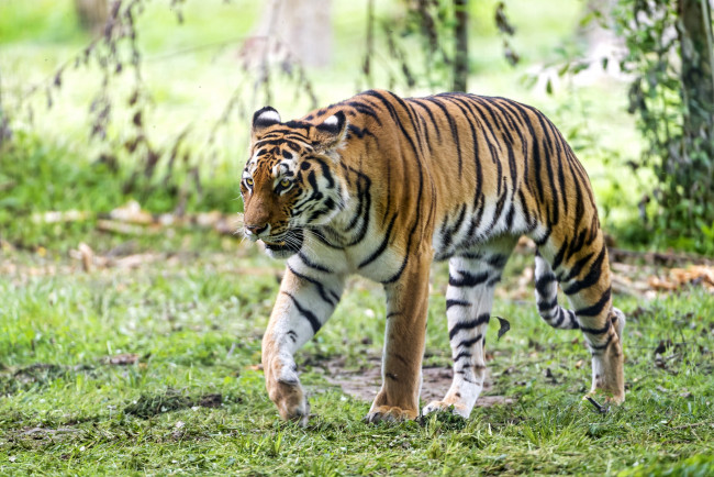 Обои картинки фото животные, тигры, хищник