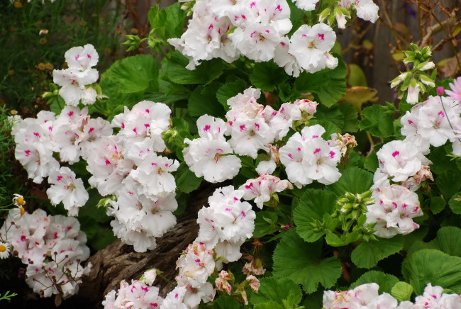 Обои картинки фото цветы, герань, белая