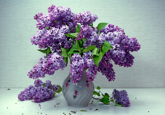 Обои картинки фото цветы, сирень, букет
