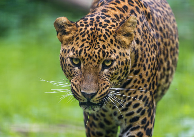 Обои картинки фото животные, леопарды, взгляд