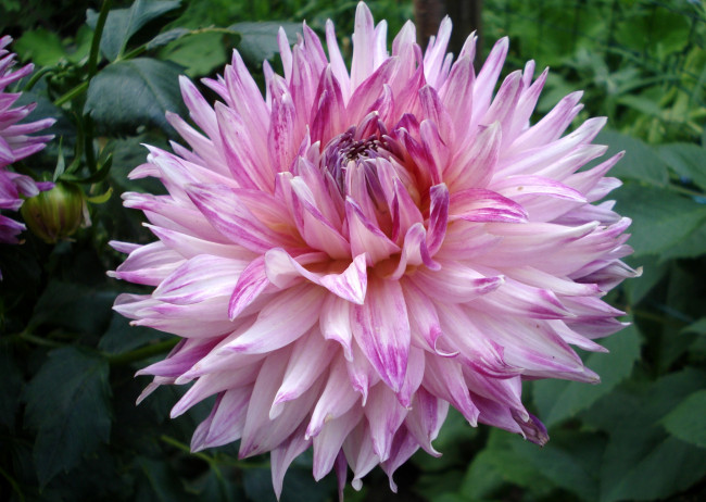 Обои картинки фото цветы, георгины, пышный