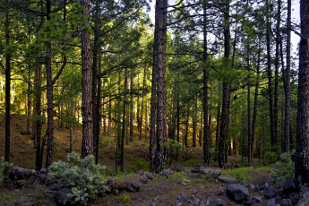 Картинка природа лес деревья