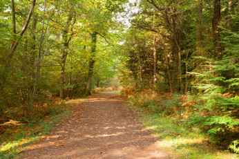 Картинка природа дороги тракт