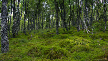 Картинка природа лес деревья