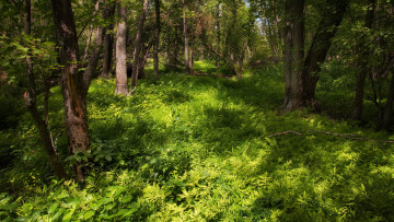 Картинка природа лес деревья