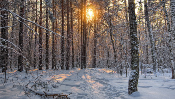 Картинка природа зима снег